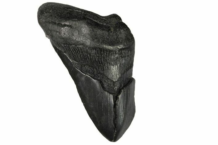 Partial Fossil Megalodon Tooth - South Carolina #168918